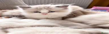 Ragdoll 6