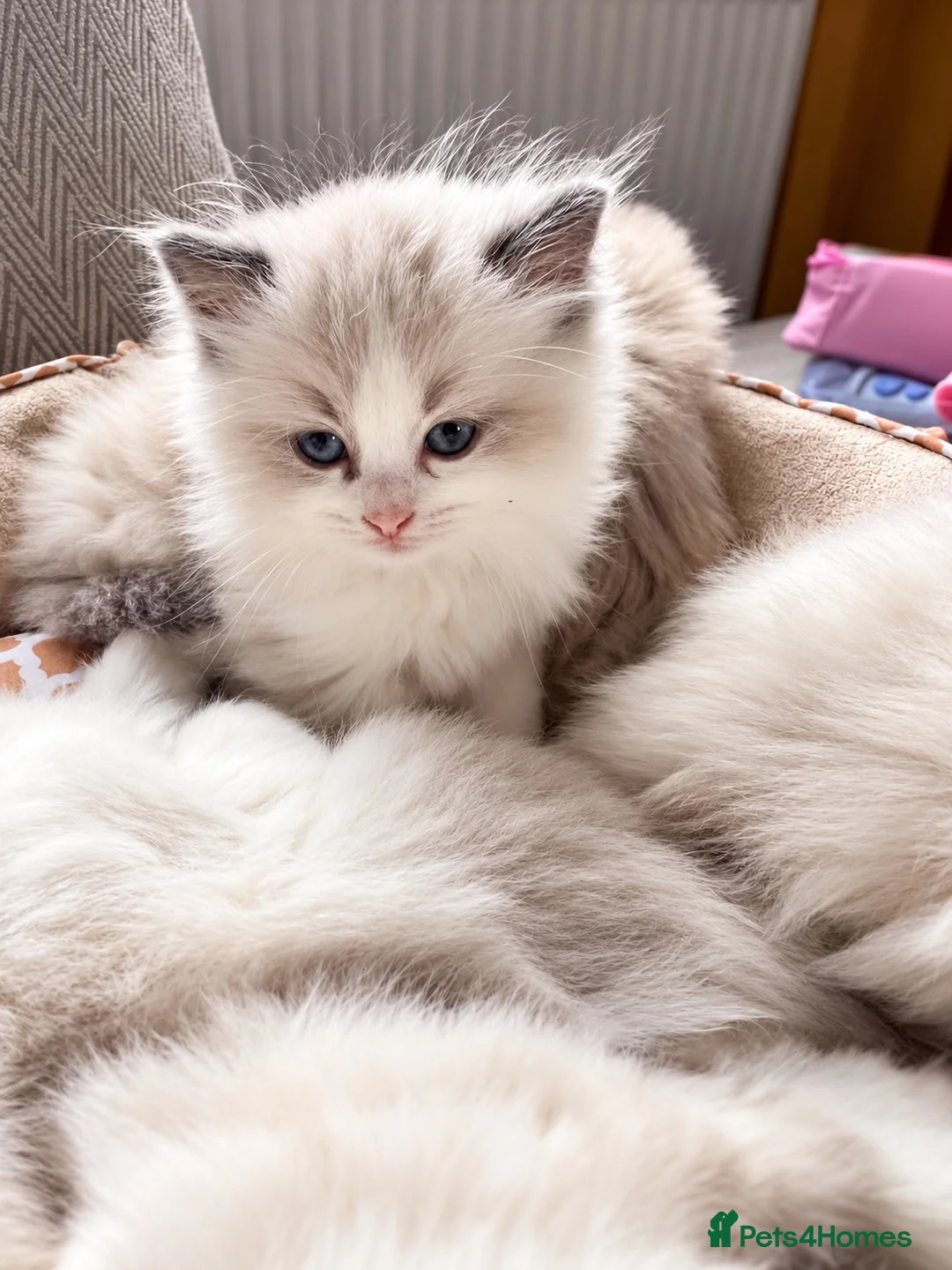 Ragdoll cats for sale: Gorgeous Ragdoll kittens  - Advert 11