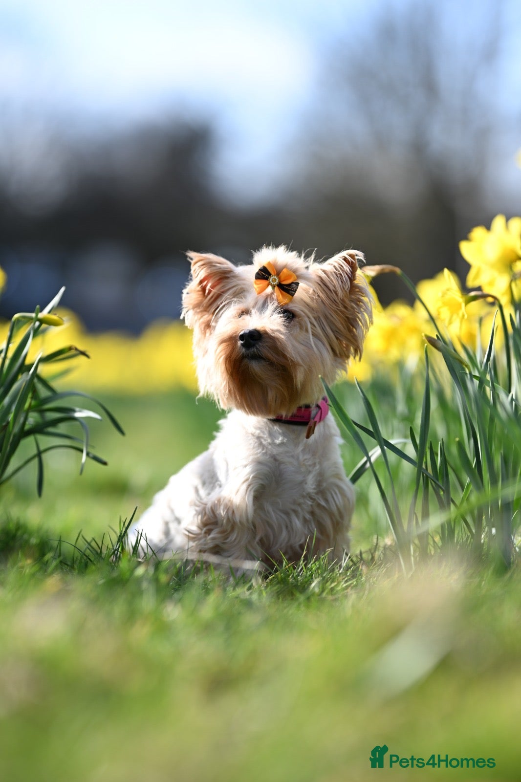 Yorkshire Terrier dogs Colorful Yorkshire terrier - Advert 2