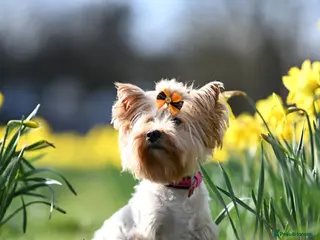 Yorkshire Terrier dogs Colorful Yorkshire terrier - Advert 10