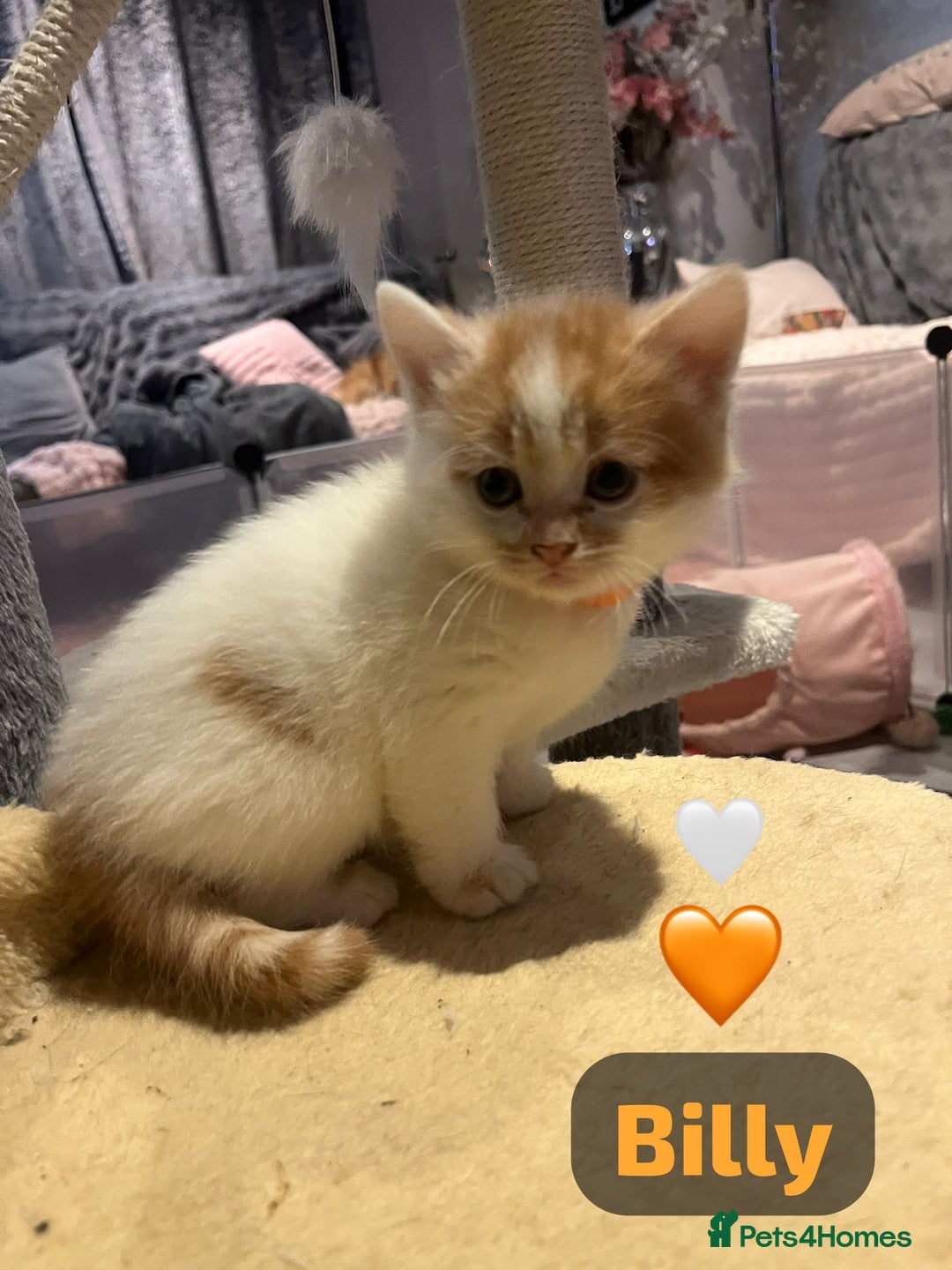 Mixed Breed cats for sale: 🐾 8 Beautiful kittens….🩵🩷 - Advert 39