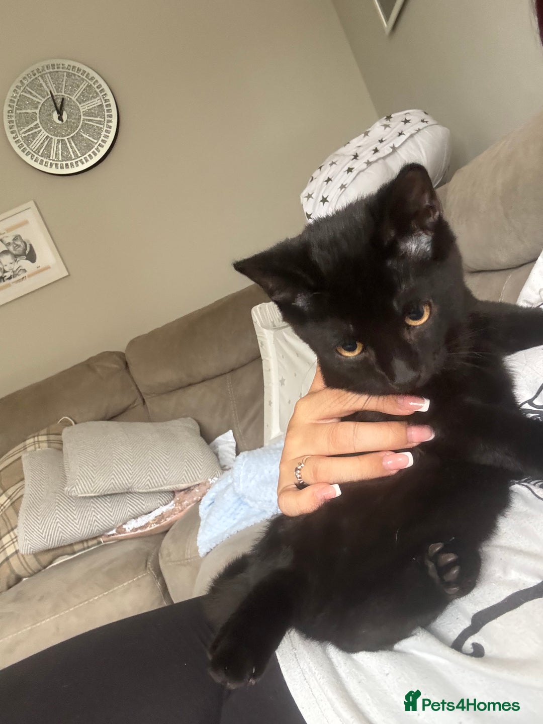 Mixed Breed cats for sale: Male black cat  - Advert 7