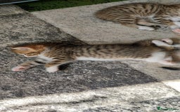 Mixed Breed cats for sale: Kittens for sale - Image 11