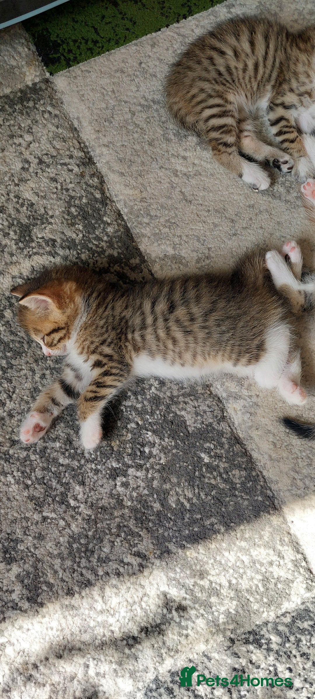 Mixed Breed cats for sale: Kittens for sale - Image 11