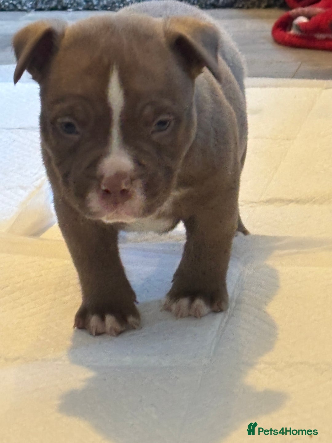 American Bully dogs for sale: Pocket bully puppies - Advert 16