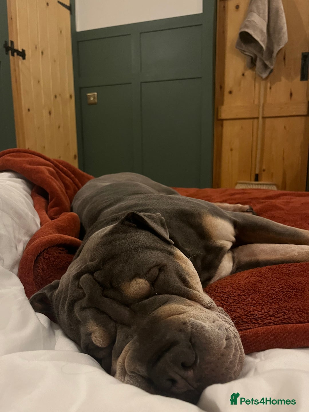 Mixed Breed dogs for sale: Snoop dog - Image 4