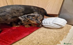 Miniature Dachshund dogs for sale: Black grey dapple, Black Tan miniature dachshund - Image 22
