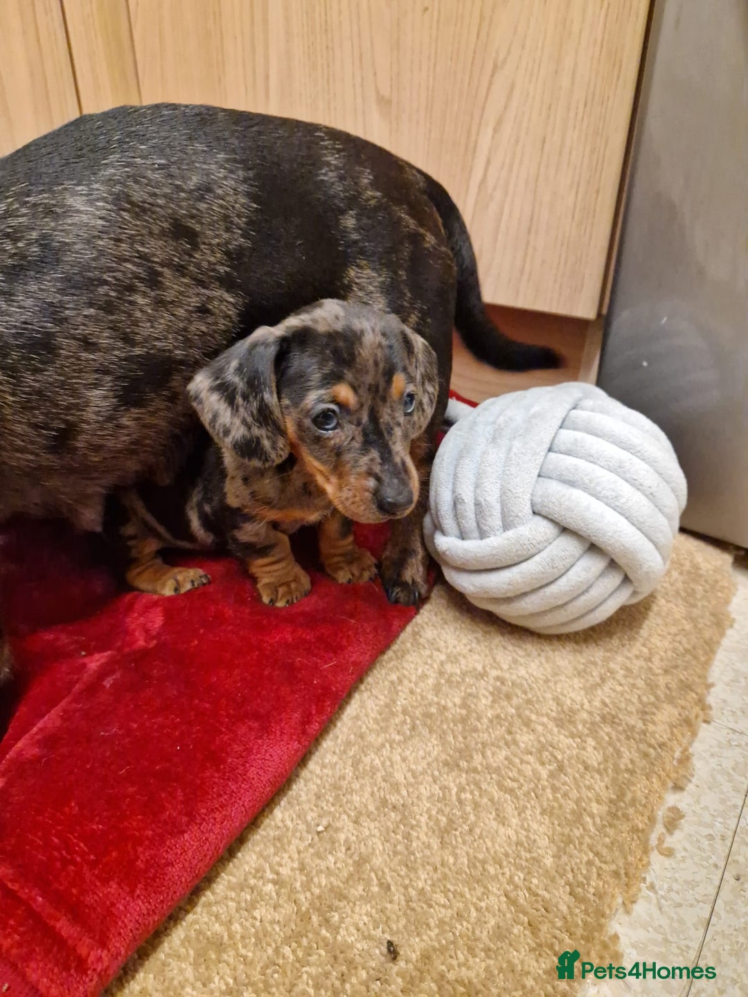 Miniature Dachshund dogs for sale: Black grey dapple, Black Tan miniature dachshund - Image 22