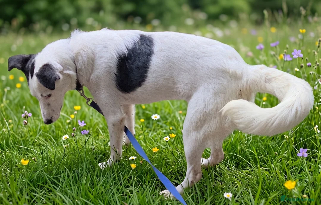 Mixed Breed dogs for adoption: 🐾Balla Smart Playful Puppy Collie/Lurcher Mix - Advert 5