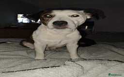 Mixed Breed dogs for sale: Mixed breed male dog - Advert 3