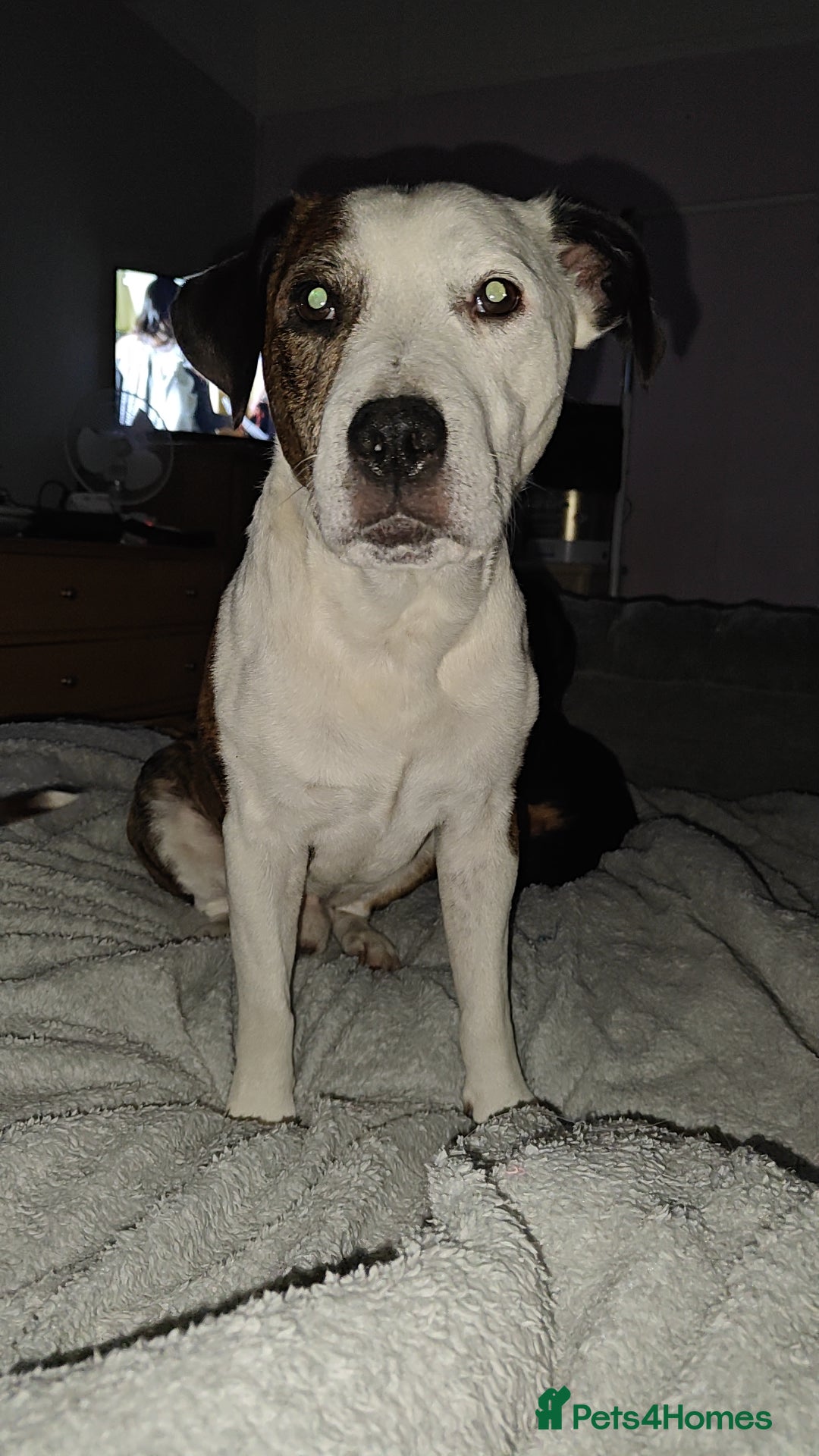 Mixed Breed dogs for sale: Mixed breed male dog - Advert 3