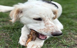 Mixed Breed dogs for adoption: Roo (Spaniel/Setter mix) - Image 18