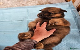 Mixed Breed dogs for sale: Chowsky puppies  chow chow  - Image 3