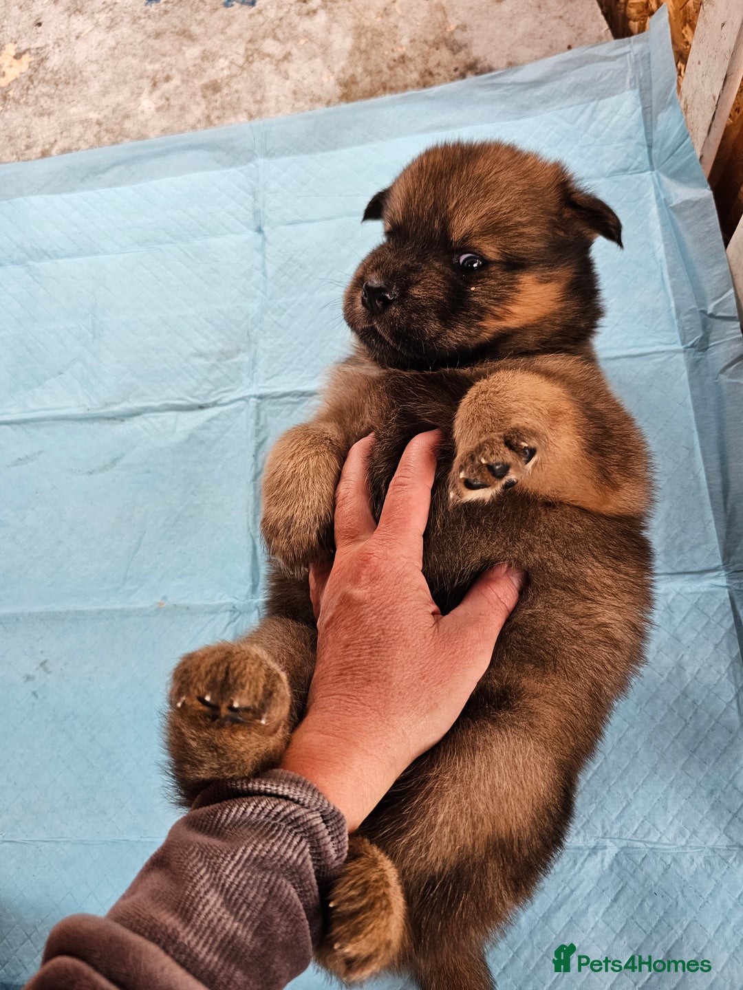 Mixed Breed dogs for sale: Chowsky puppies  chow chow  - Image 3