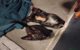 Mixed Breed cats for sale: 3 kittens for sale  - Image 4