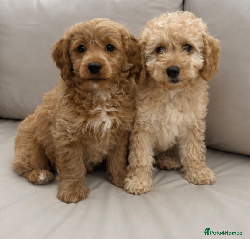 Cavapoo dogs Extensively health tested red Cavapoo babies - Advert 1