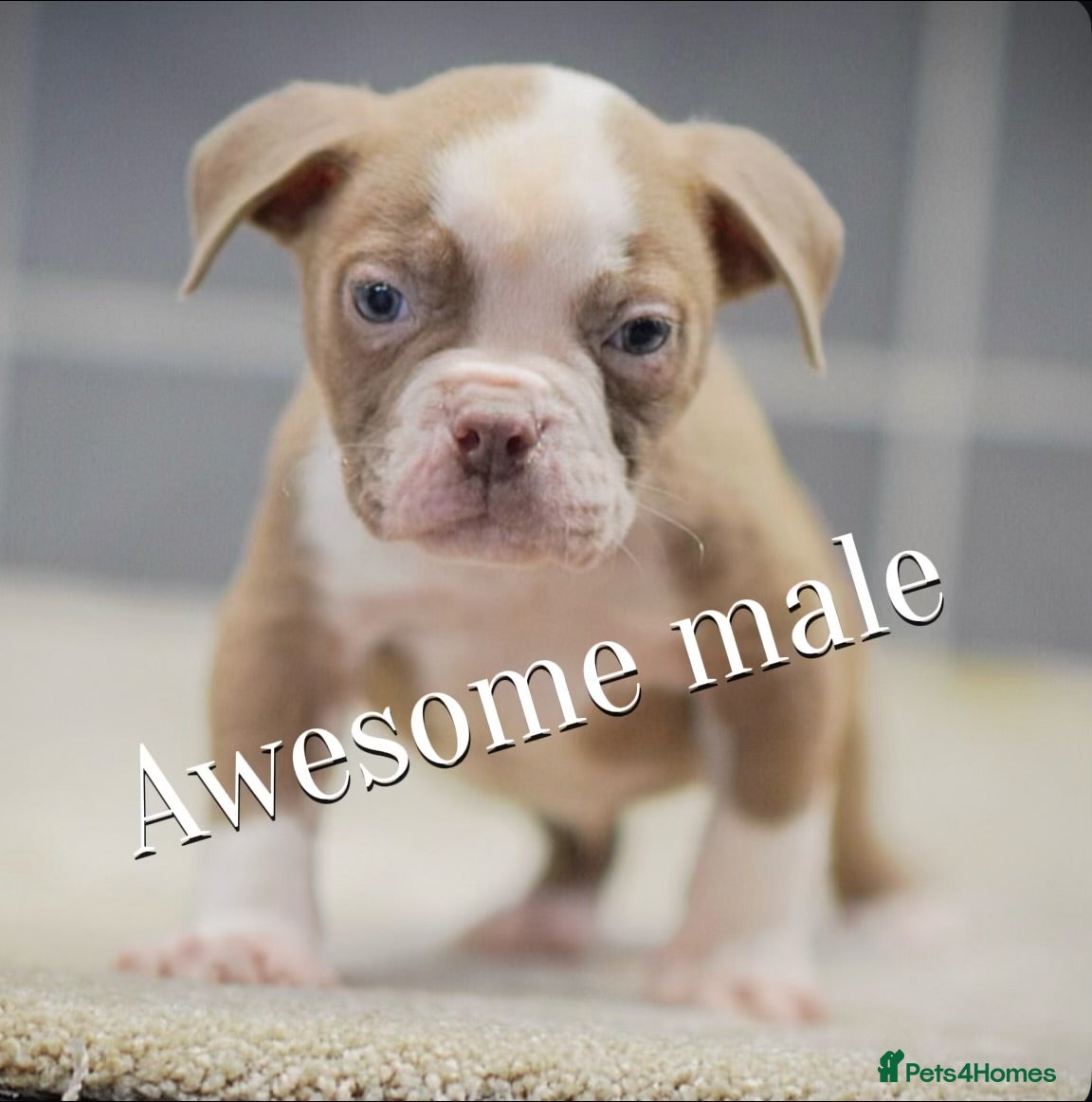 Olde English Bulldogge dogs 5⭐️COUNCIL APPROVED,LICENSED, 23 YEARS EXPERIENCE. - Advert 1