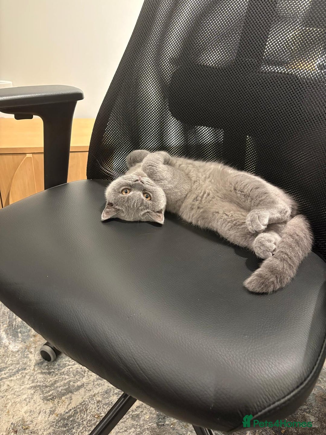 British Shorthair cats for sale: Blue British shorthair girl 4 months  - Image 1