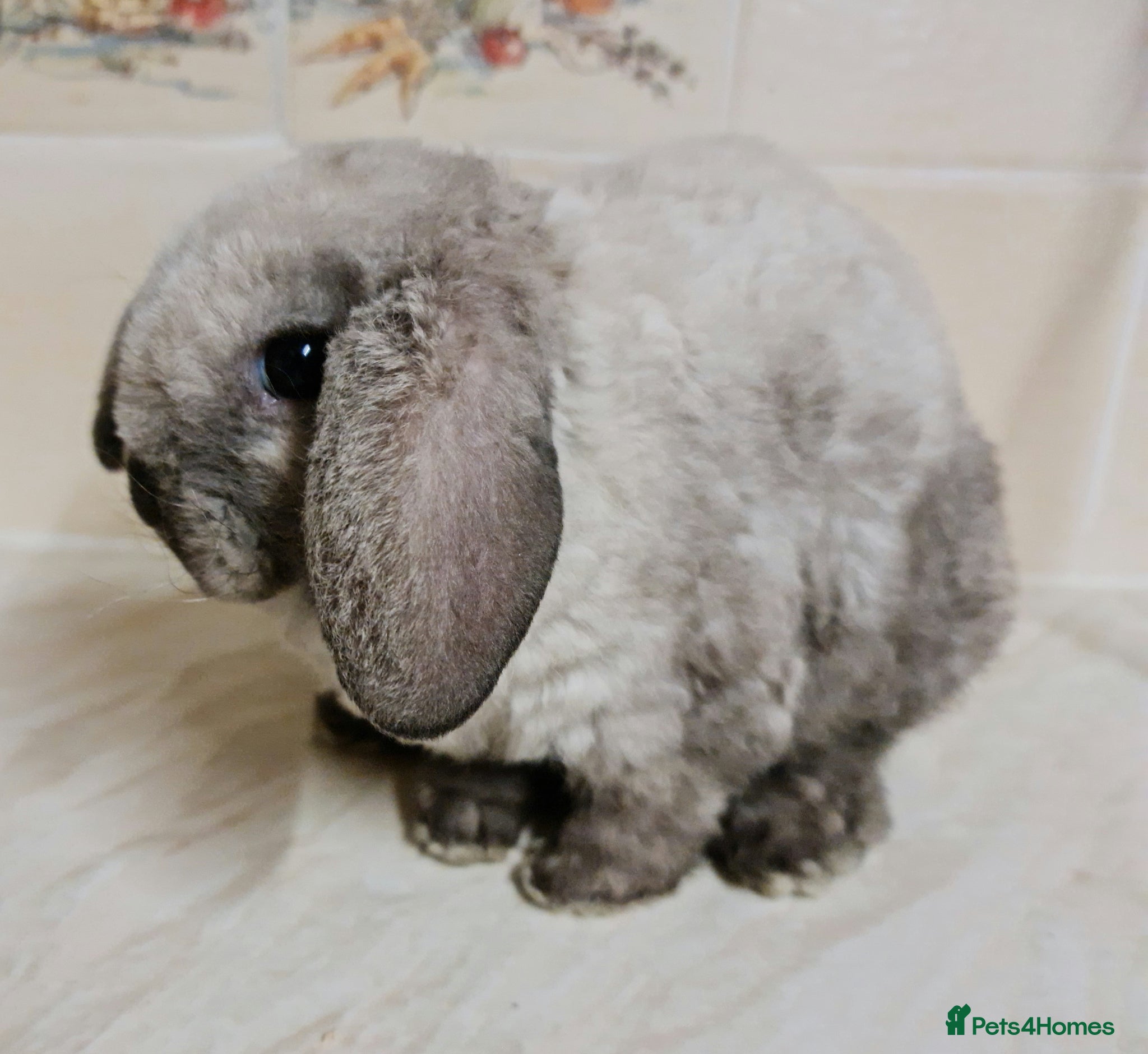 Mini Lop rabbits 2 stunning mini lop plush ready April 7th - Advert 1