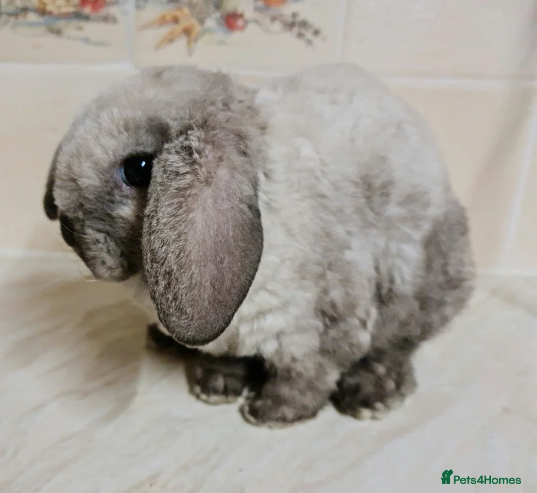 Mini Lop rabbits for sale: 2 stunning mini lop plush ready April 7th - Advert 1
