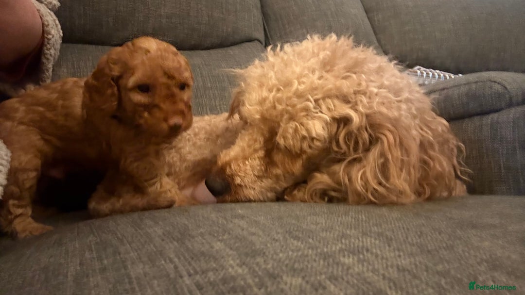 Cockapoo dogs for sale: F1b cockapoos  - Advert 16