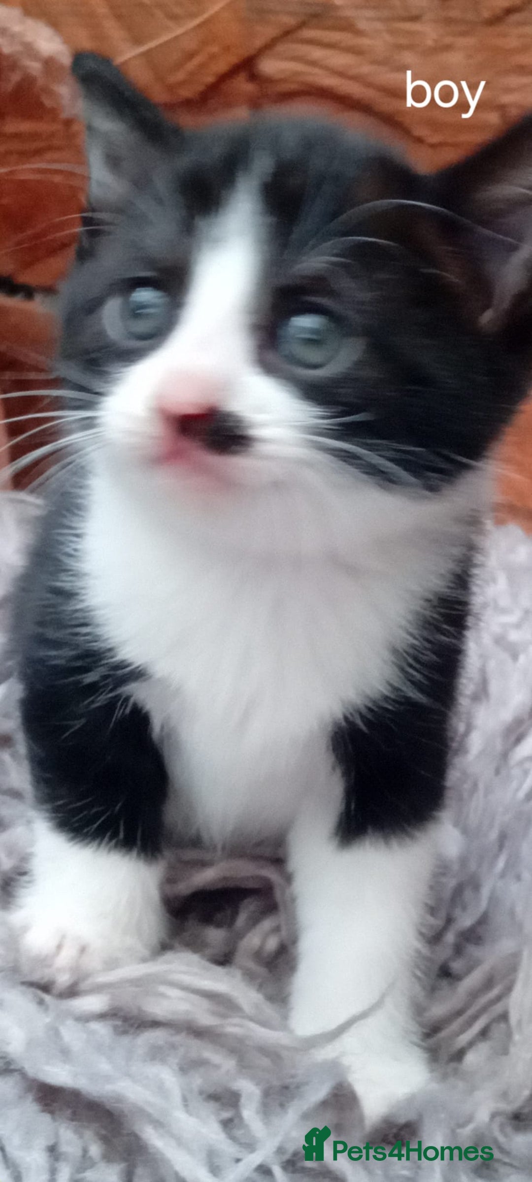 Mixed Breed cats for sale: Last 3 boys leady now  stunning kittens for sale - Image 1