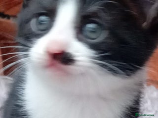 Mixed Breed cats - Advert 20