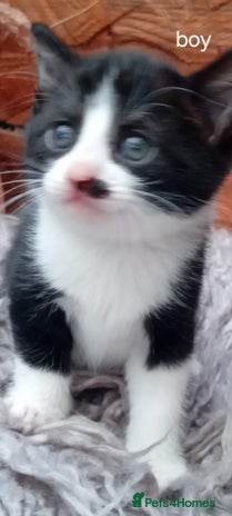 Mixed Breed cats - Advert 18