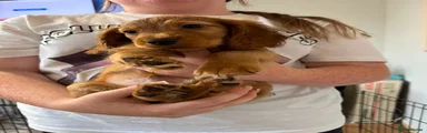 Cocker Spaniel 2