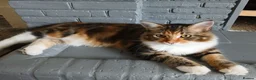 Mixed Breed cats for sale: 5 month old Half mainecoon female - Advert 1