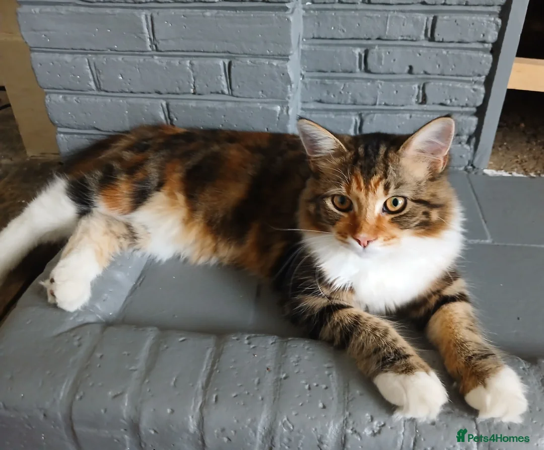 Mixed Breed cats for sale: 5 month old Half mainecoon female - Advert 1