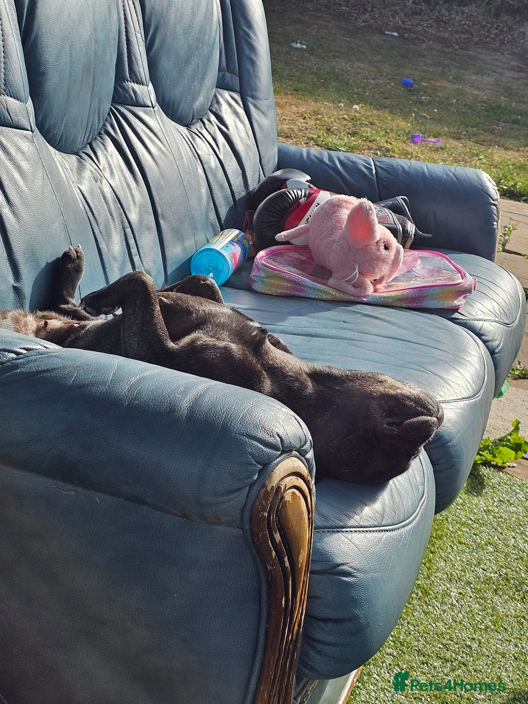 French Bulldog dogs for stud: My name is Nyra - Advert 2