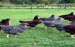 Chickens poultry for sale: Barred Plymouth Rock pure breed - Image 7