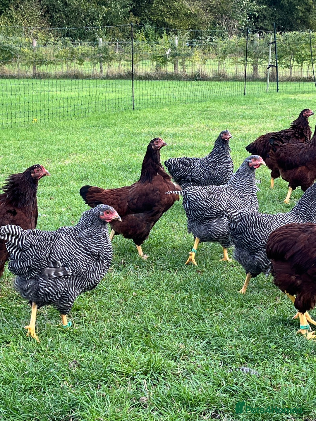 Chickens poultry for sale: Barred Plymouth Rock pure breed - Image 7