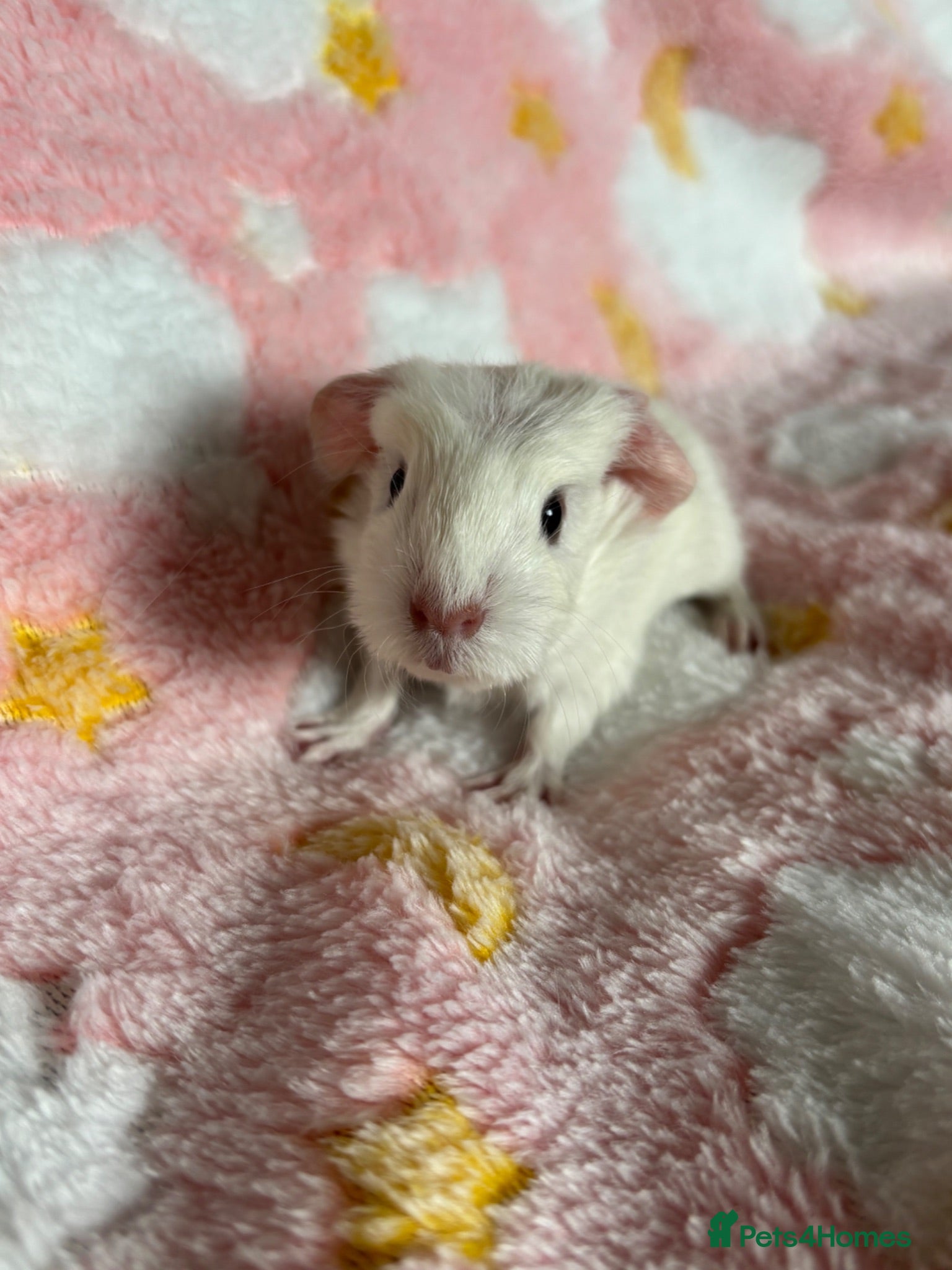 Guinea Pig rodents Cornet Sow  - Advert 1