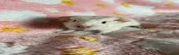 Guinea Pig rodents for sale: Cornet Sow  - Advert 1