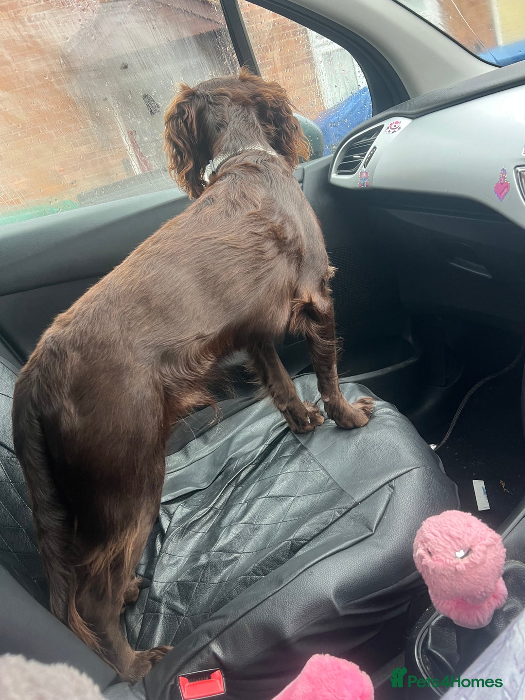 Cocker Spaniel dogs for stud: Chocolate cocker for stud - Advert 2