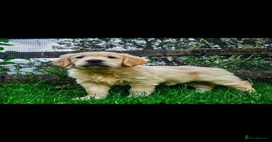 Golden Retriever dogs - Advert 6