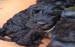Miniature Schnauzer dogs for sale: Beautiful all Black litter  - Image 7