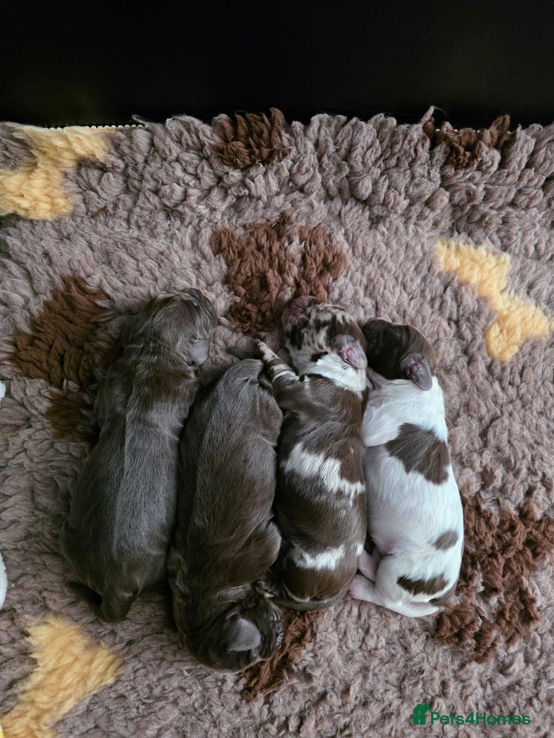 Cocker Spaniel dogs for sale: Cocker Spaniel puppies - Advert 13