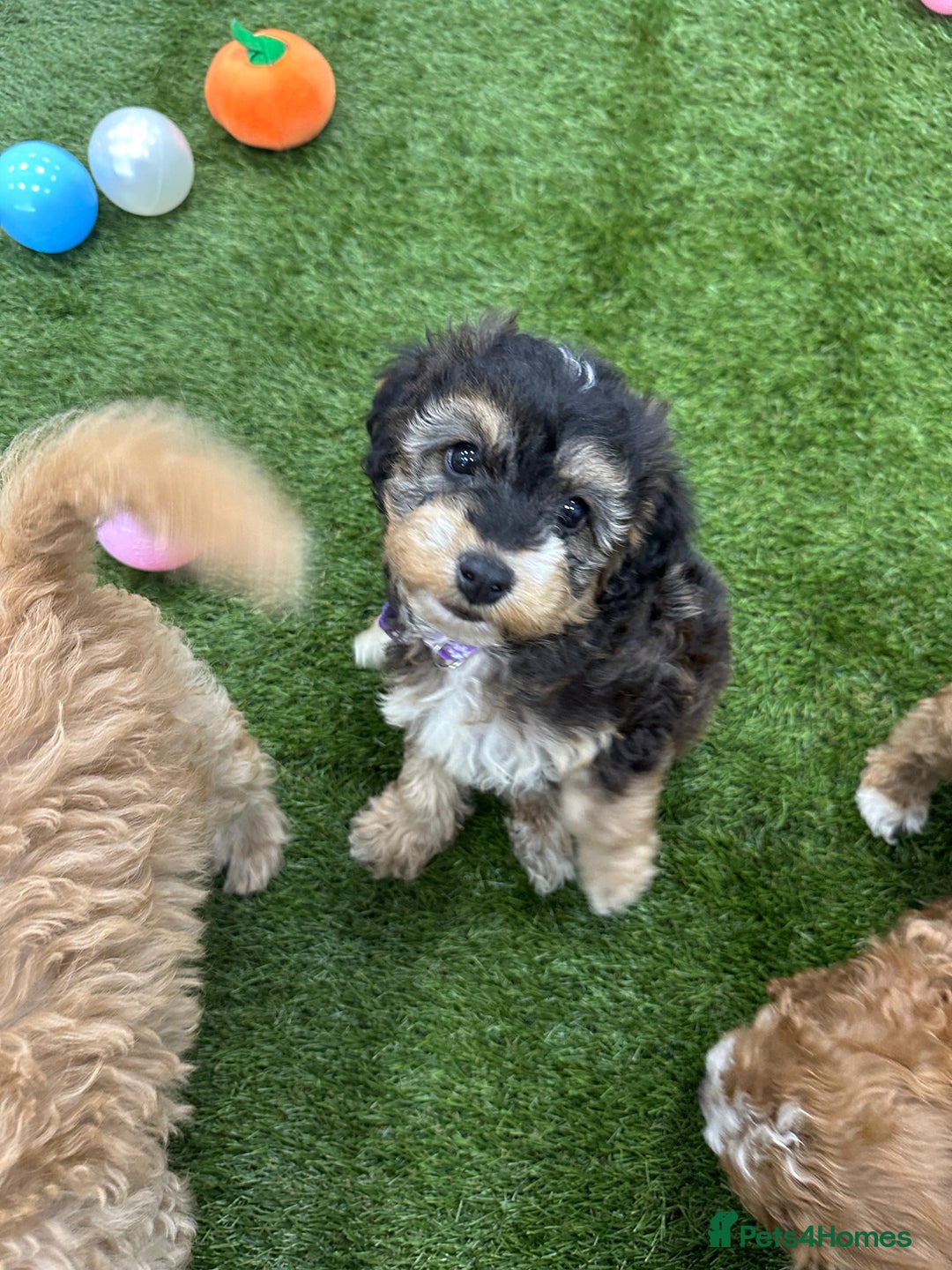 Cockapoo dogs for sale: 🐾STUNNING F1 COCKERPOOS HEALTH TESTED PARENTS 🐾 - Image 16