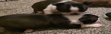 Boston Terrier Puppy 3