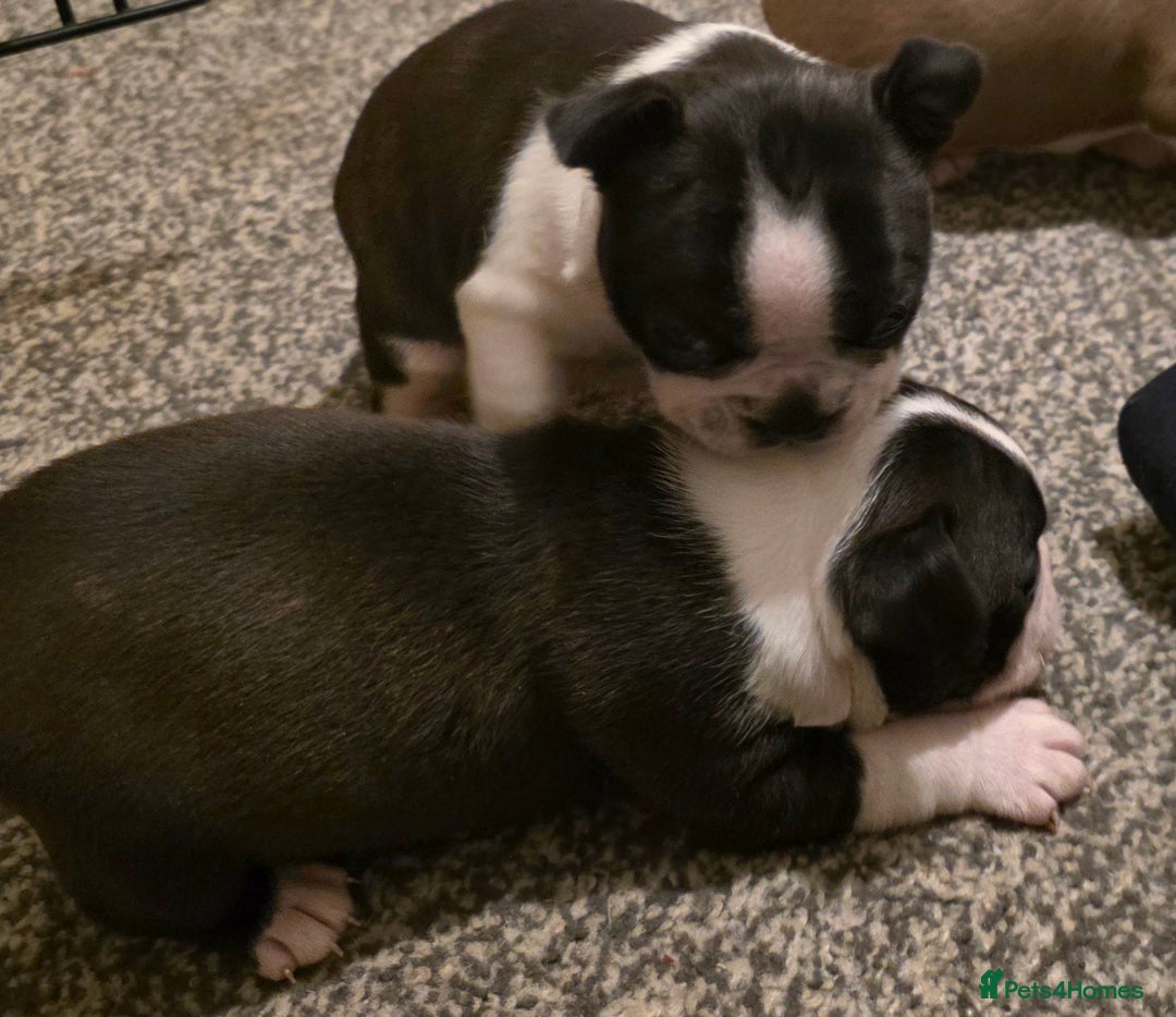 Boston Terrier dogs for sale: Stunning KC Reg Boston Terrier last girl left - Advert 28
