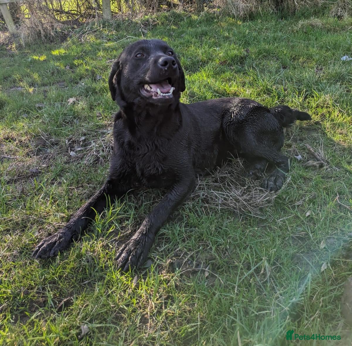 Cockerdor dogs Beautiful litter of Cockerdors  - Advert 2