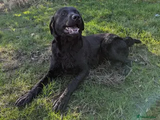 Cockerdor dogs Beautiful litter of Cockerdors - Advert 2