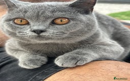 British Shorthair cats for stud: Sully the gentle Stud 🐾💙 - Image 1