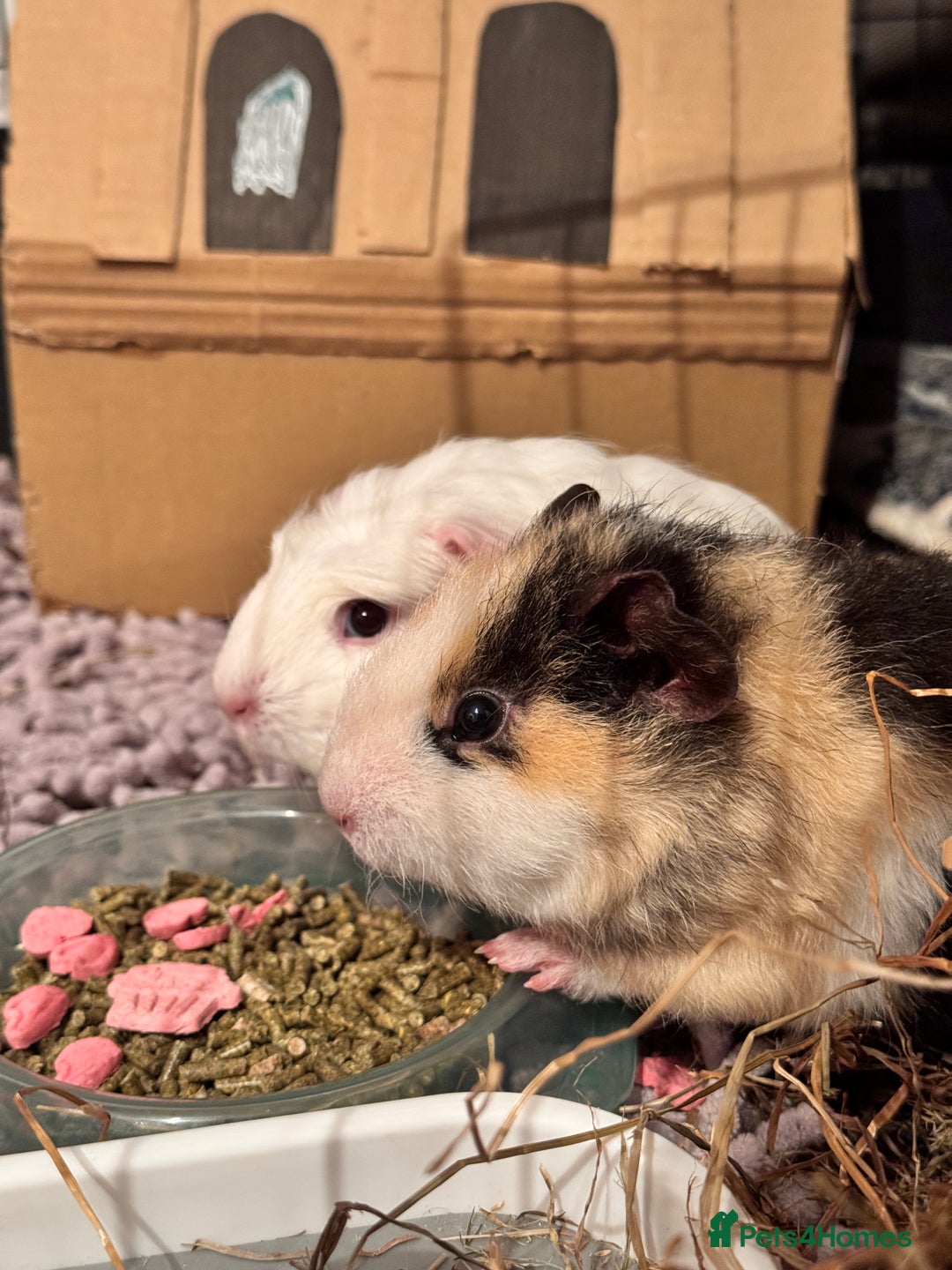 Guinea Pig rodents for sale: Two male guinea pigs with cage and accessories  - Advert 2
