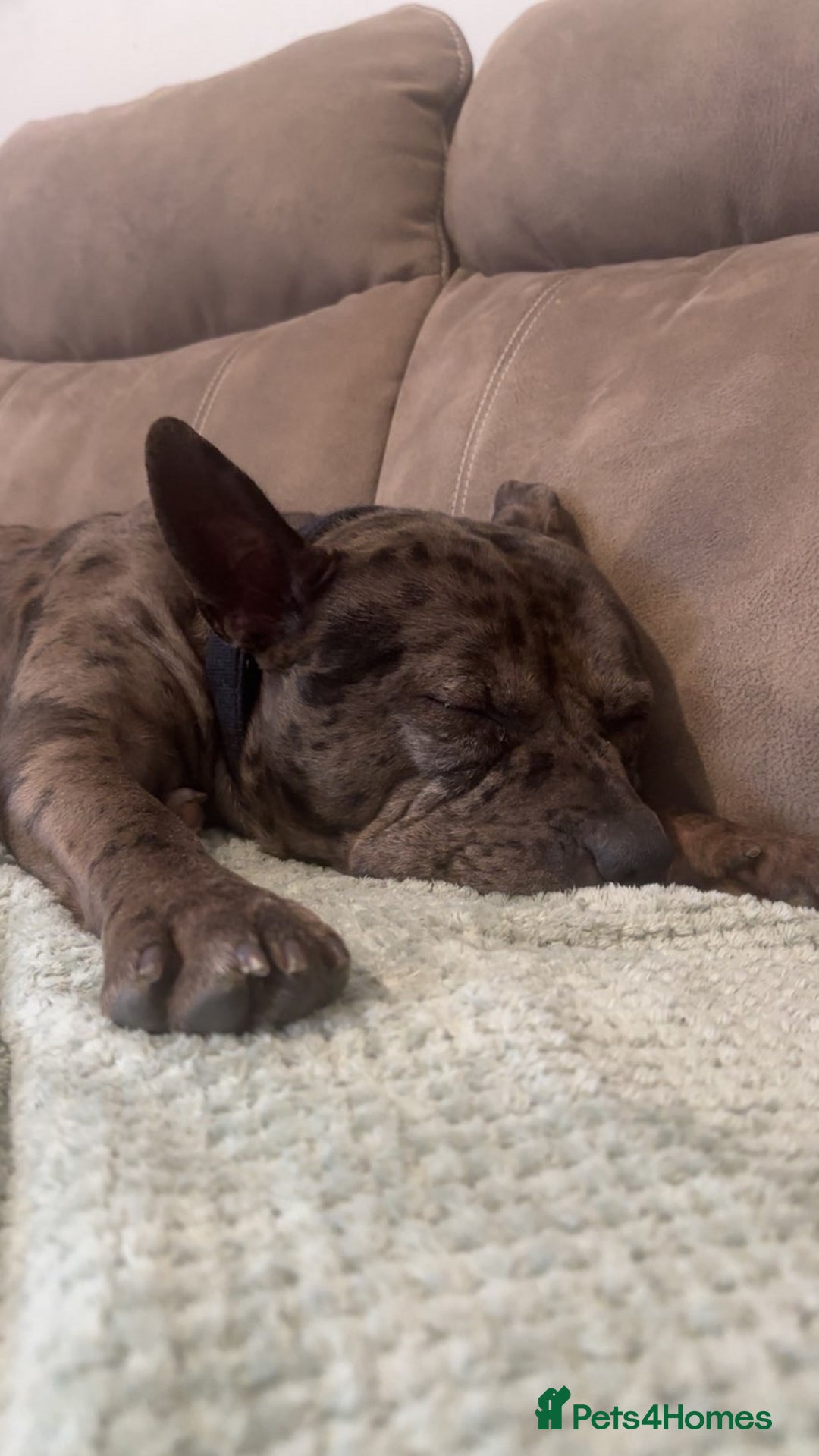 Mixed Breed dogs for sale: Storm - Advert 2