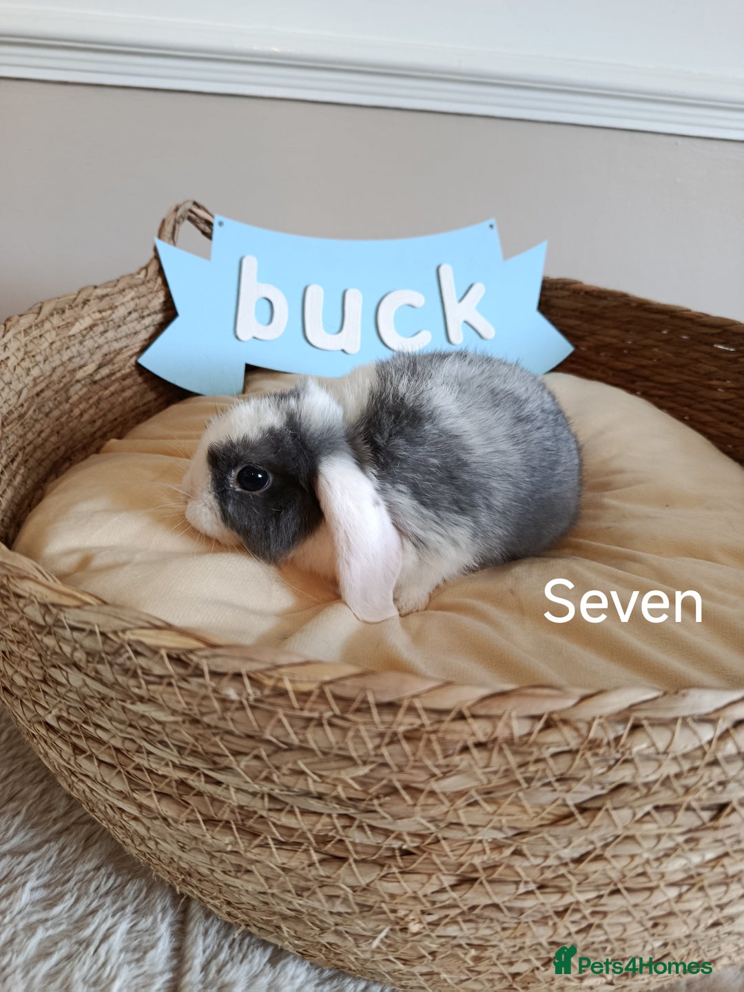 Mini Lop rabbits for sale: Fantastic mini lop babies forsale  - Image 27