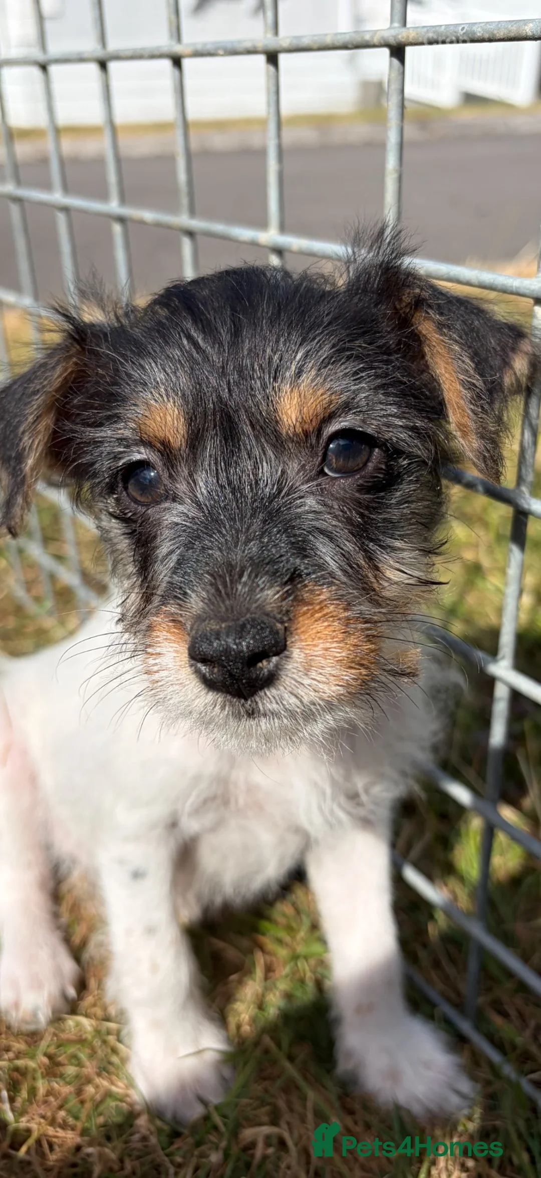 Mixed Breed dogs for sale: Jorkies in Cannock - Advert 1
